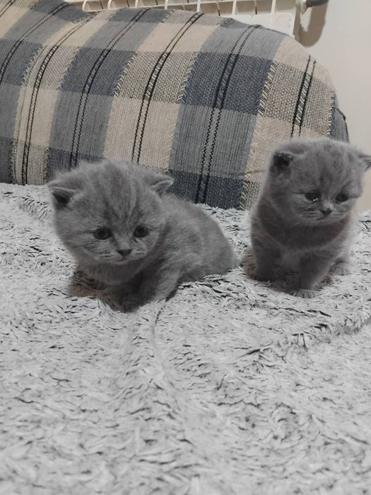 Продавам  малки  британски  късокосмести котенца