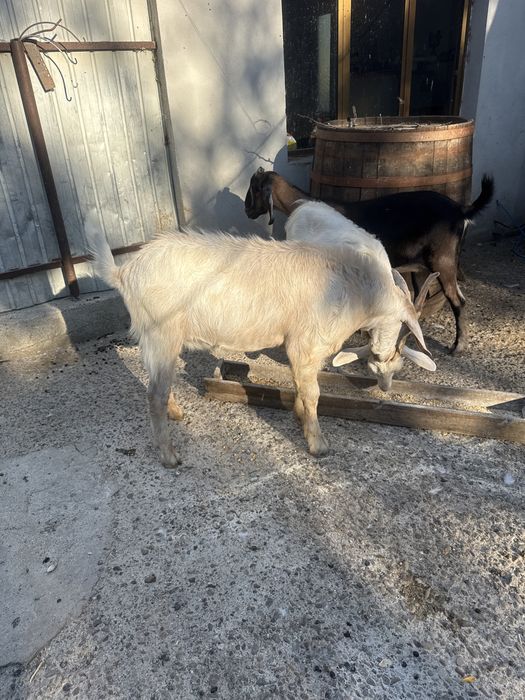 Vand țap zanii  ungureni