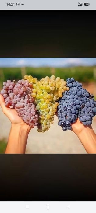 struguri pentru vin