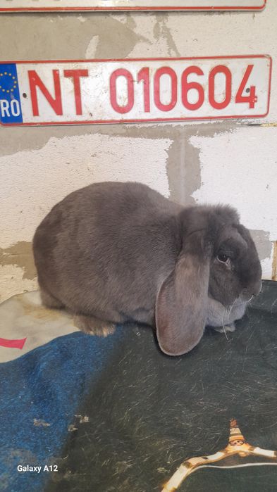 Masculi berbec german și femele gestante berbec german