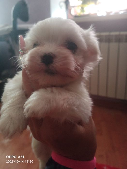 Щенки породы мальтезе мальтиПу