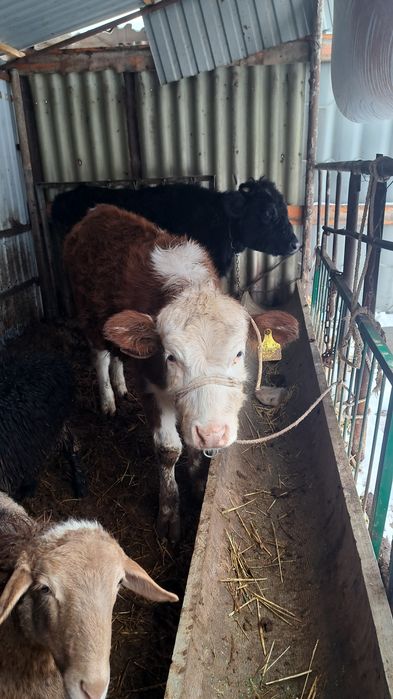 Бузау сатылады 11айлык