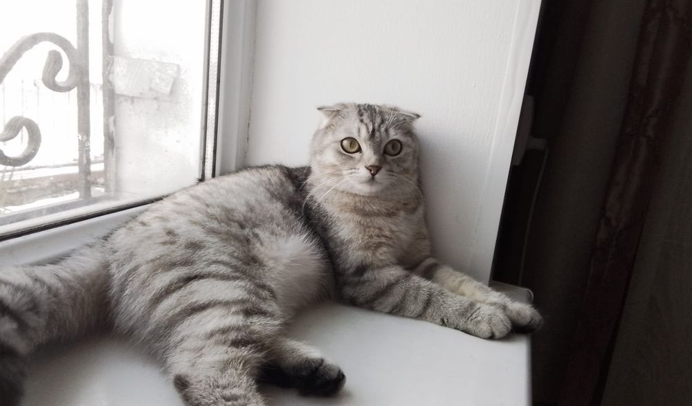 Котята котята котята