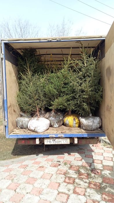 Сосна, елки в Актобе