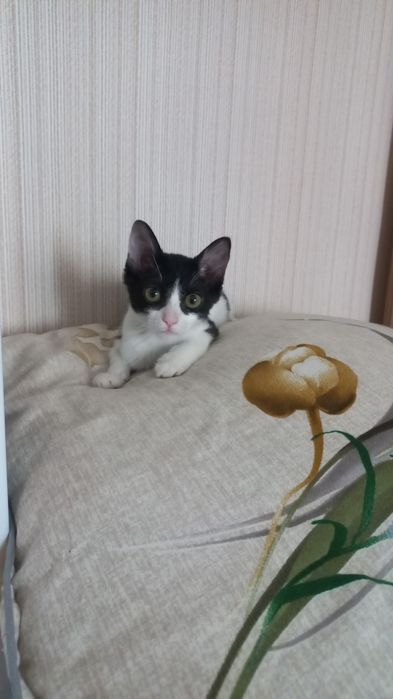 Домашний кошки...