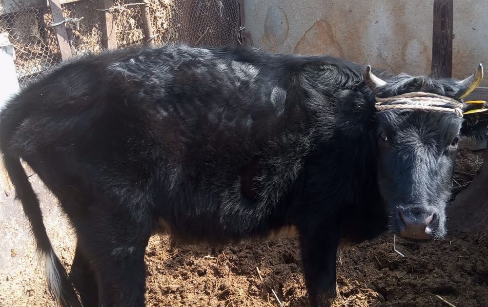 Сиырлар сатылады