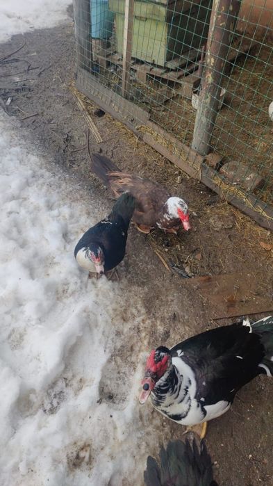 Продам селезней индоутки