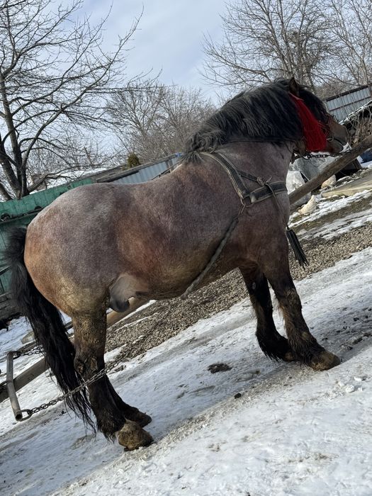 Vand cal mai multe detalii la numarul de telefon