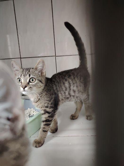 Отдадим котят в хорошие руки