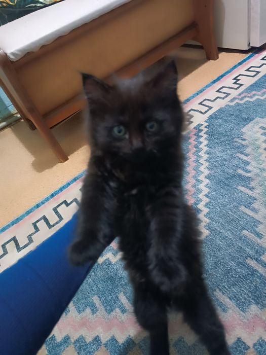 Срочно отдам умных котят.
