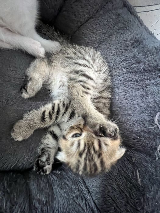 Кошечки веселоухи