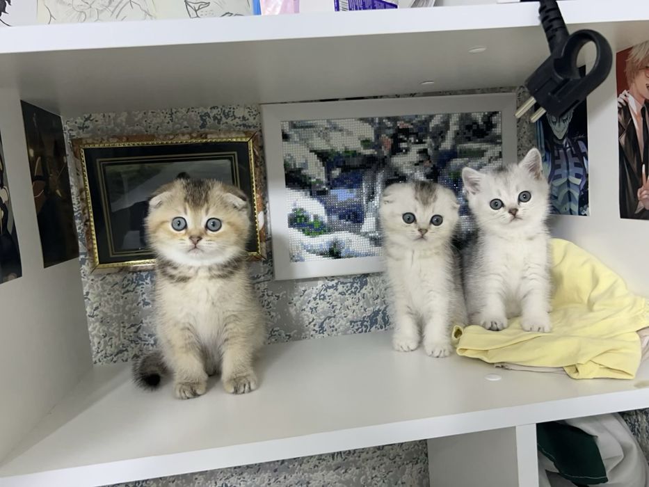 Продам котенка уральск