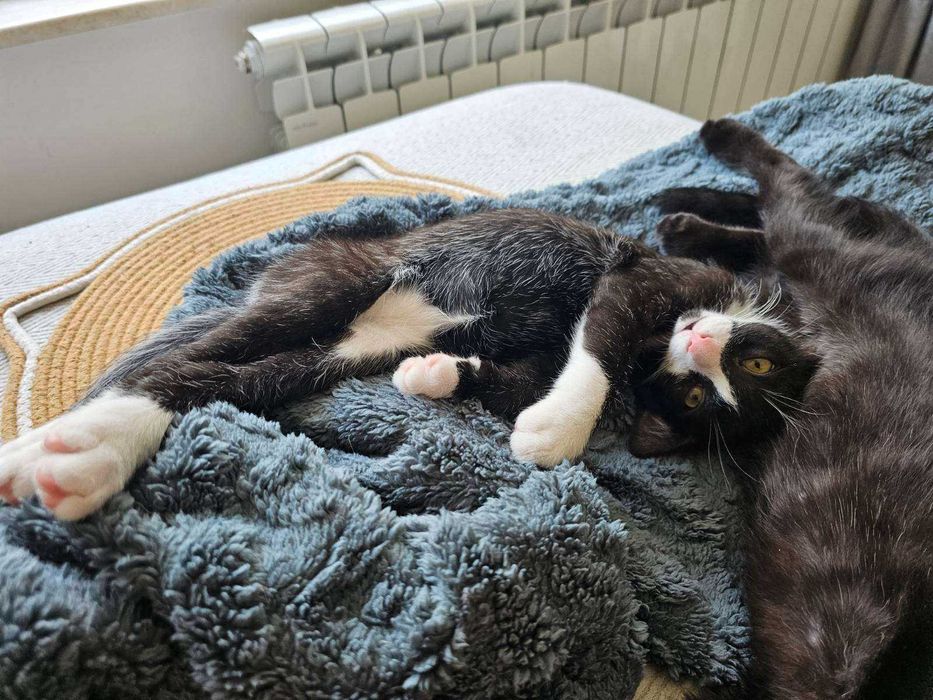 Котараче с благородно сърце търси своя дом