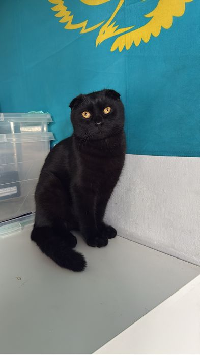 Котята веслоушки