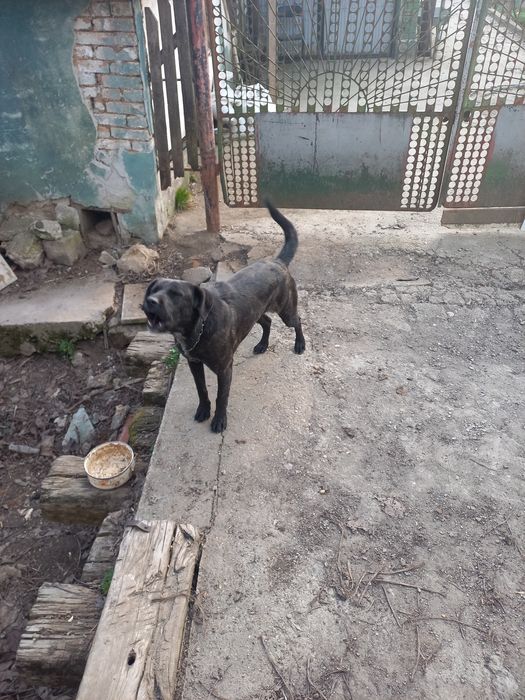 Подарявам женско куче