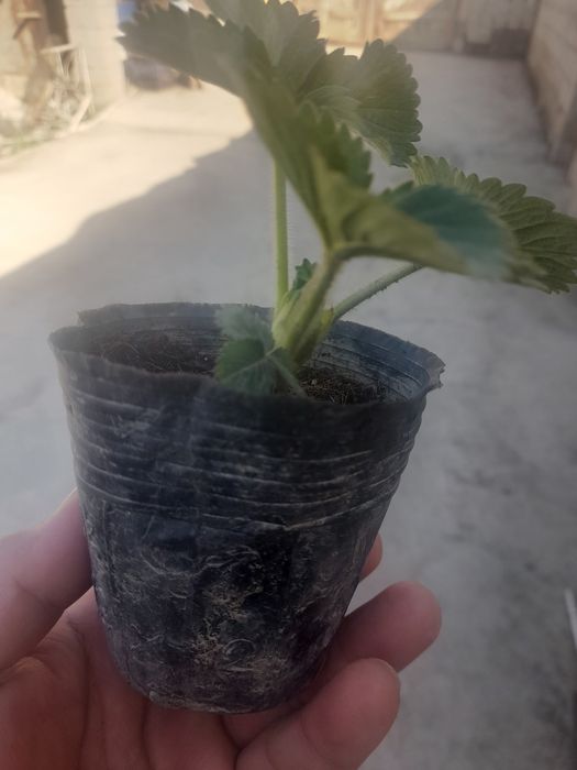 Рассада российской  клубники.