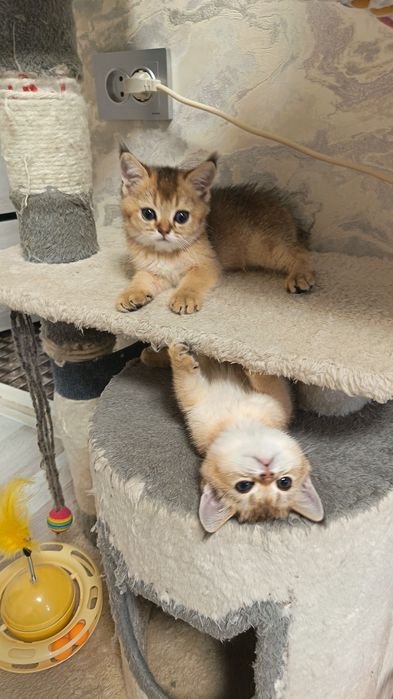 Шикарные здоровые малыши