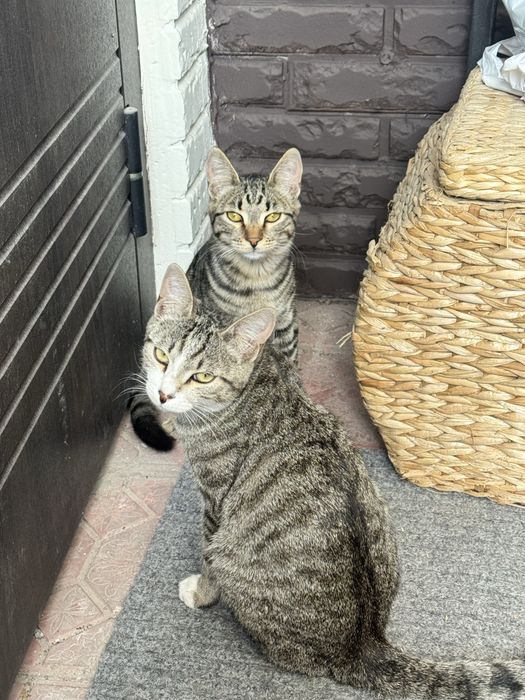 Котята отдам в хорошие руки бесплатно