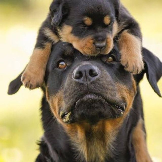 Продаются щенки ротика.