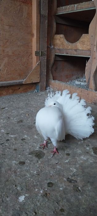 De vânzare porumbei voltati albi