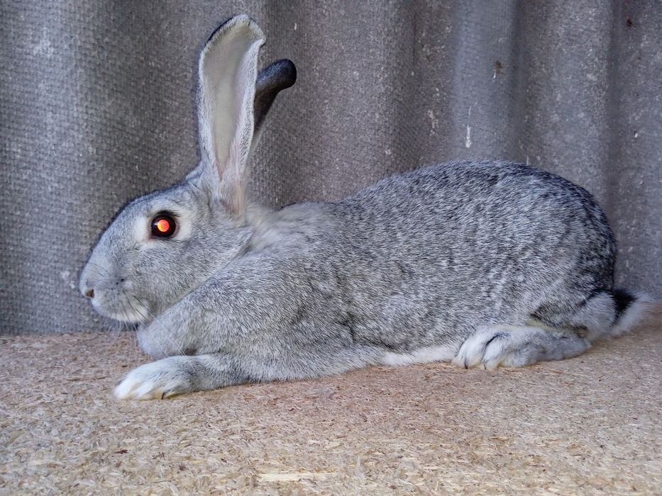 Кролики на развод