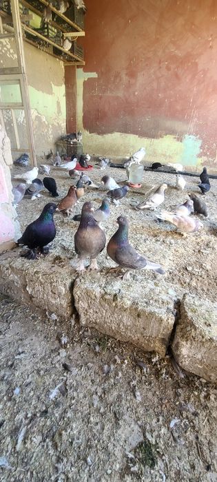 Продаётся Голуби