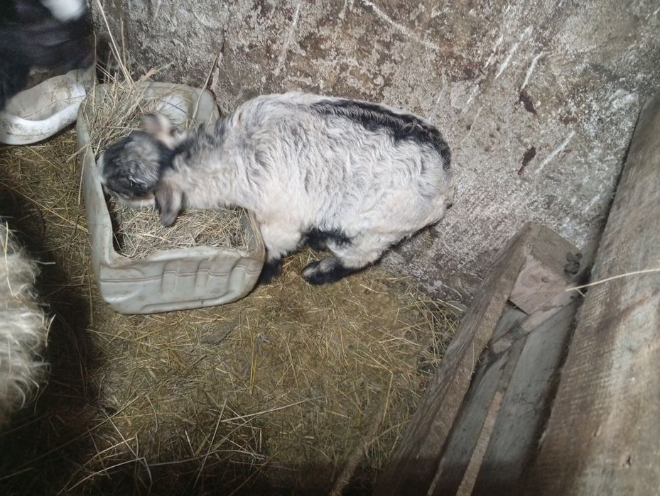 Лақ сатамын бір жарым айлық