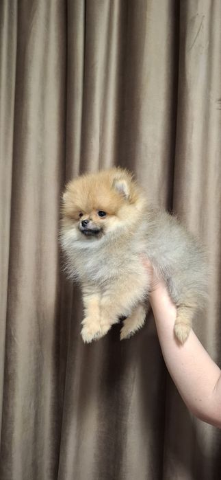 Baiat pomeranian cu pedigree fci