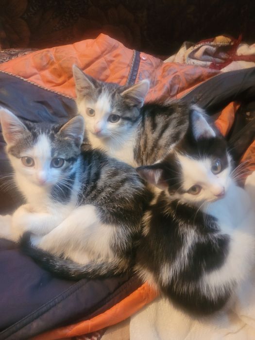 Котята в добрые руки)!