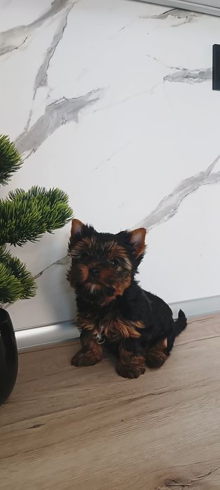 Йоркширски териер