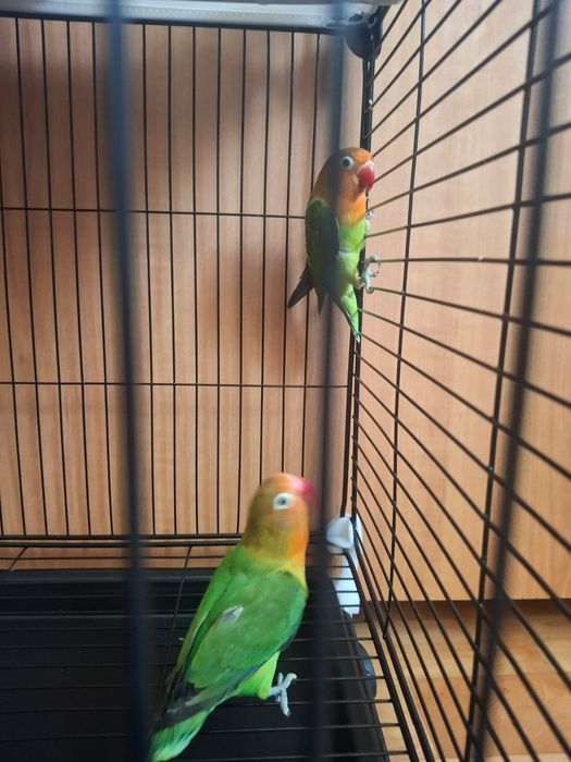 Продам попугаев неразлучников вместе с клеткой