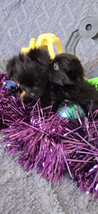 Щенки на новый год