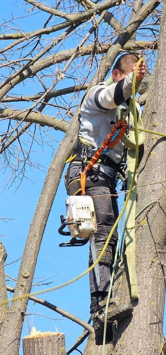 Рязане и премахване на опасни дървета
