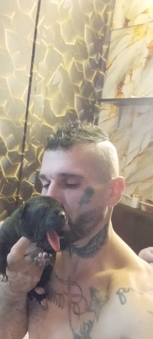Căței Amstaff  caută familie iubitoare