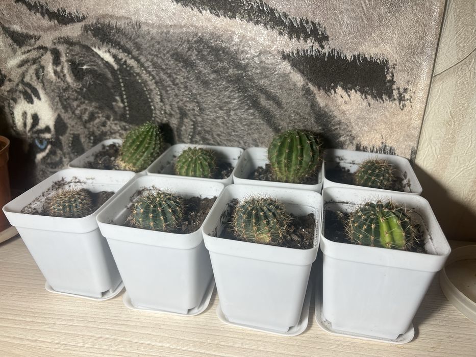 Продам комнатные цветы