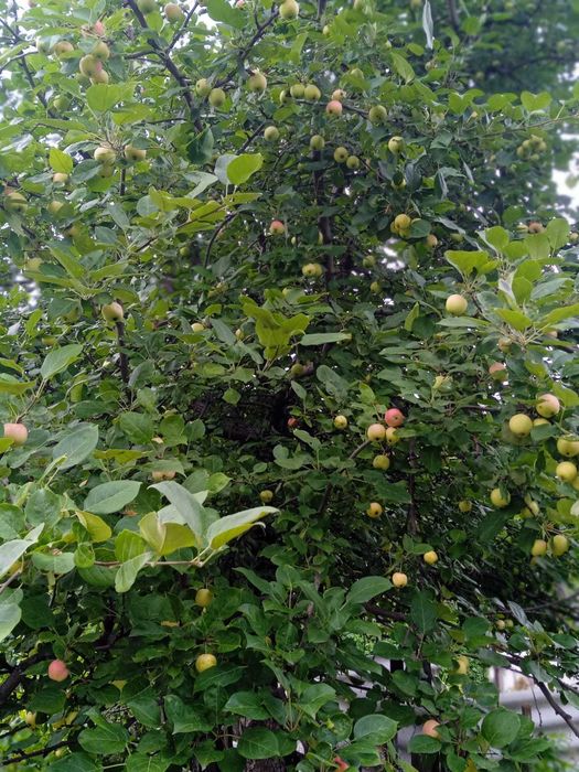 Продам дачу за Новопавловкой