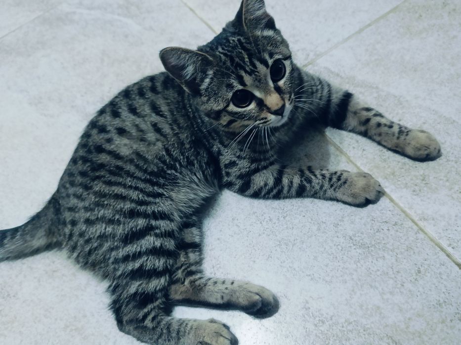 Кошка боня в добрые руки