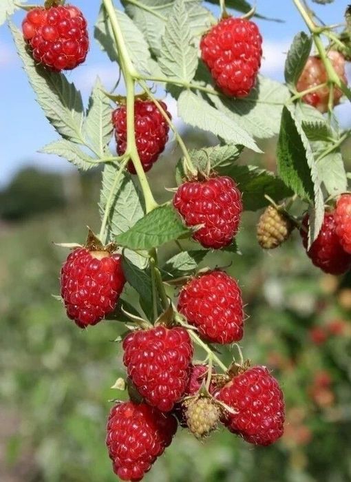 Arbuști Fructiferi (Zmeur rosu )