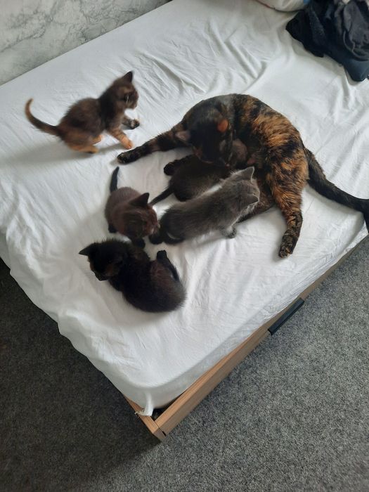 Мушукчалар хадияга