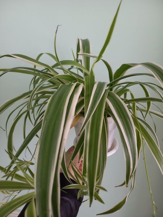 Продам комнатные растения