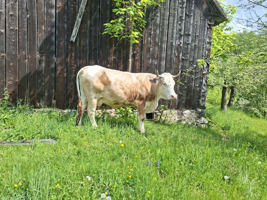 Vaci de vânzare Bran