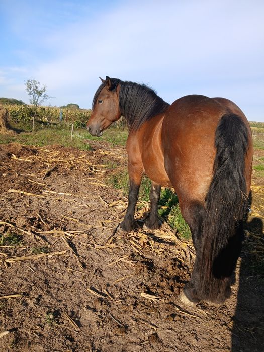 Trei iepe de vânzare