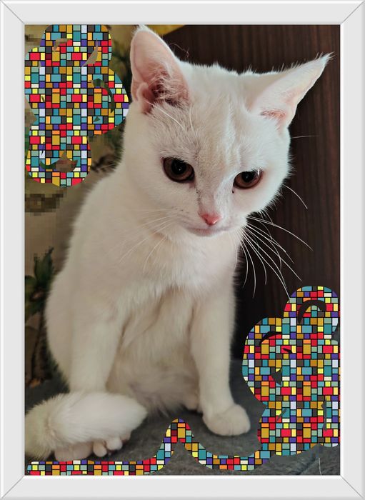 Чисто белая кошечка