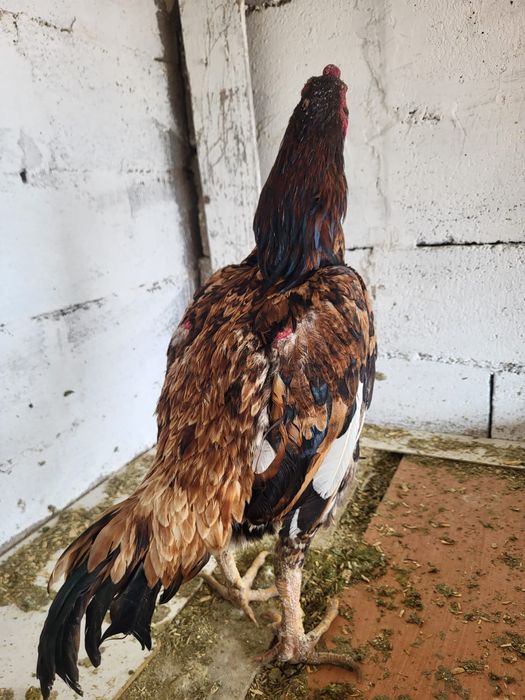 Сатамын тохапей кораз 12000