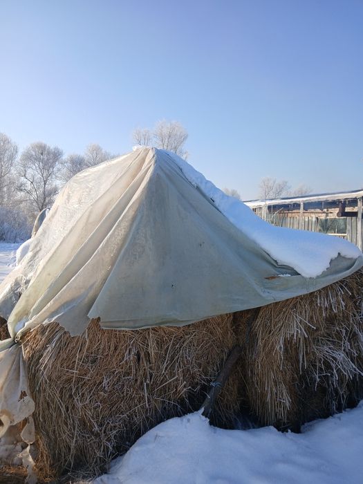 Vând baloti mari de lucernă si fan