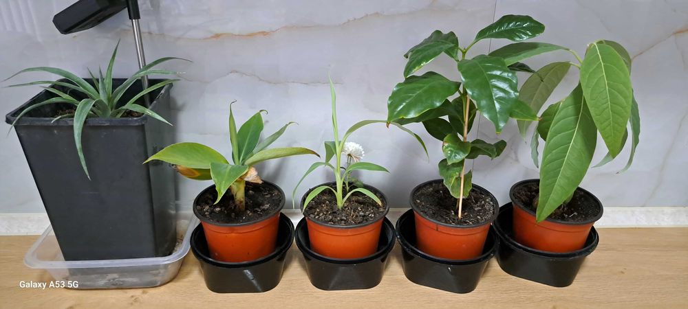 Pachet 5 plante exotice 2 bananieri, ananas, arbore cafea, avocado