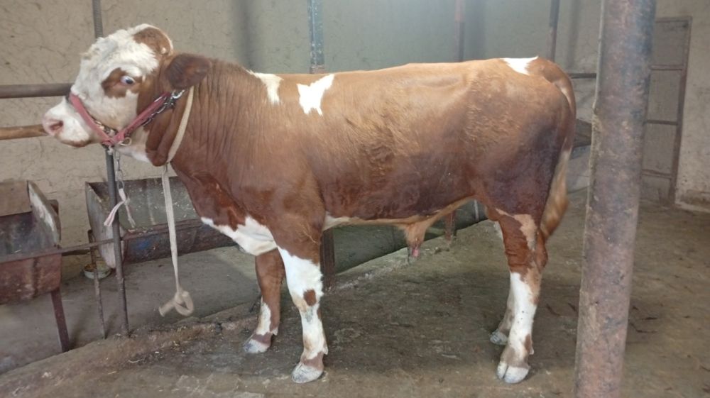 Simmental buqacha sotiladi
