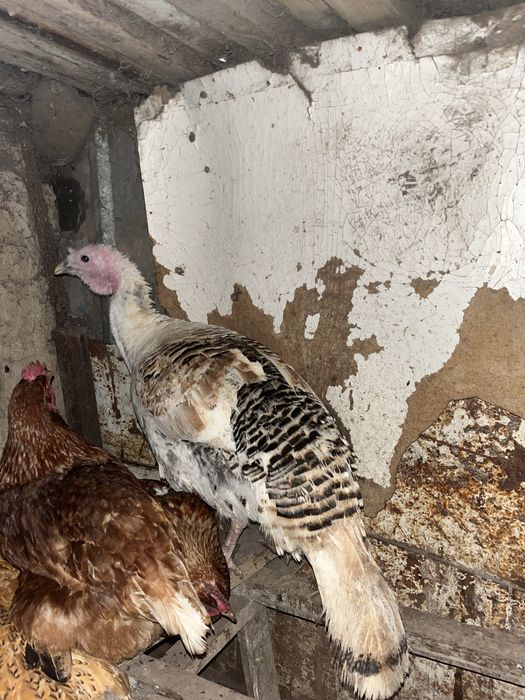 Продам Индюк молодые