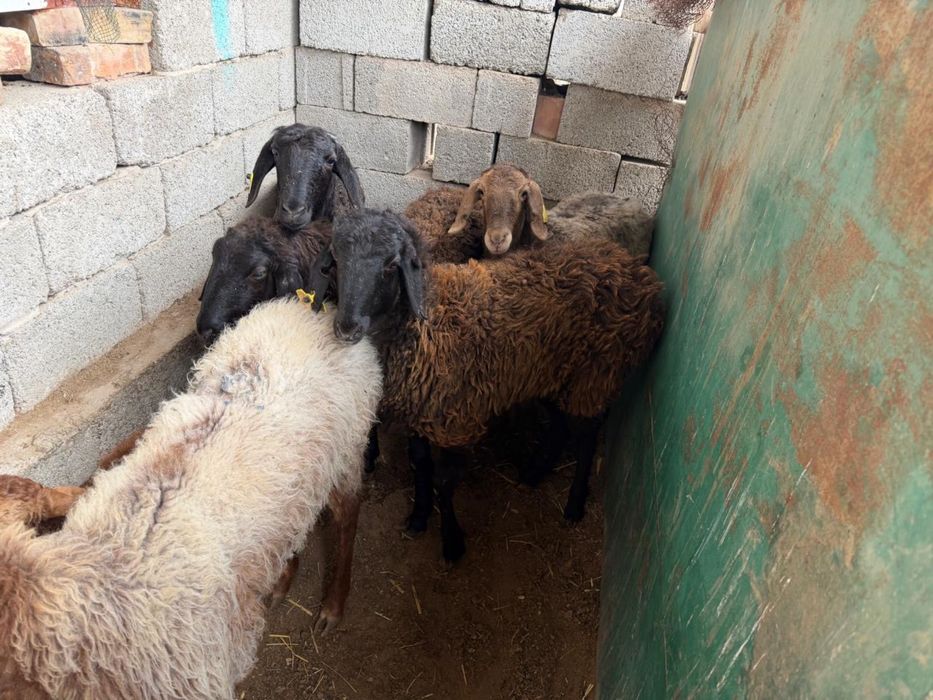 Қоилар сатыладыы