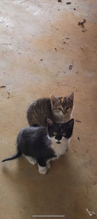 Pisica spre adoptie